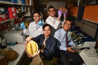 Peneliti Beberkan Fakta Ilmiah Dibalik Bau Menyengat Durian