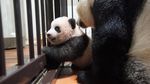 Gemas, Kebun Binatang Tokyo Tambah Koleksi Bayi Panda