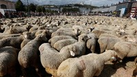 Aksi yang mereka lakukan ini sebagai bentuk protes terhadap perlindungan pemerintah terhadap serigala.Foto: REUTERS/Robert Pratta