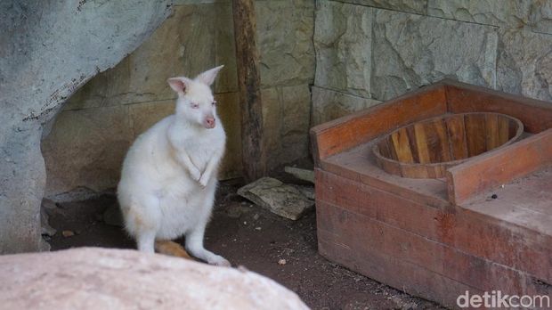 Ada kangguru albino juga di sini