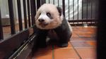 Gemas, Kebun Binatang Tokyo Tambah Koleksi Bayi Panda