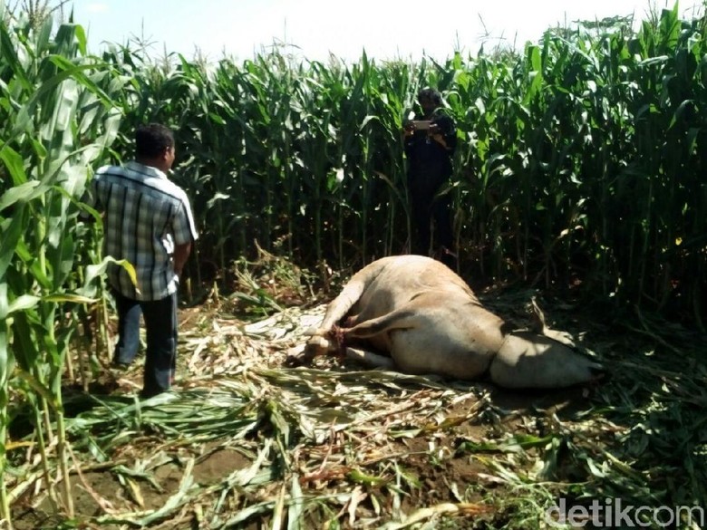 Bangkai Sapi Diduga Hasil Curian Ditemukan di Ladang Jagung Bangkai Sapi Diduga Hasil Curian Ditemukan di Ladang Jagung