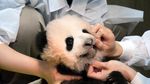 Gemas, Kebun Binatang Tokyo Tambah Koleksi Bayi Panda