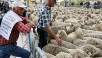 Dan di saat ini, jumlah serigala sudah kembali membesar, terutama di pegunungan Alpen di antara wilayah Prancis dan Italia. Foto: REUTERS/Robert Pratta