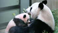Shin Shin, ibu panda itu tampak memeluk anaknya yang baru dilahirkan dan diberi nama Xiang Xiang.
