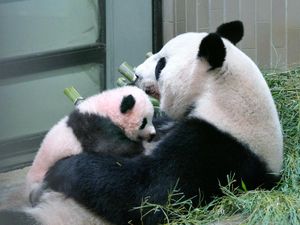 Gemas, Kebun Binatang Tokyo Tambah Koleksi Bayi Panda