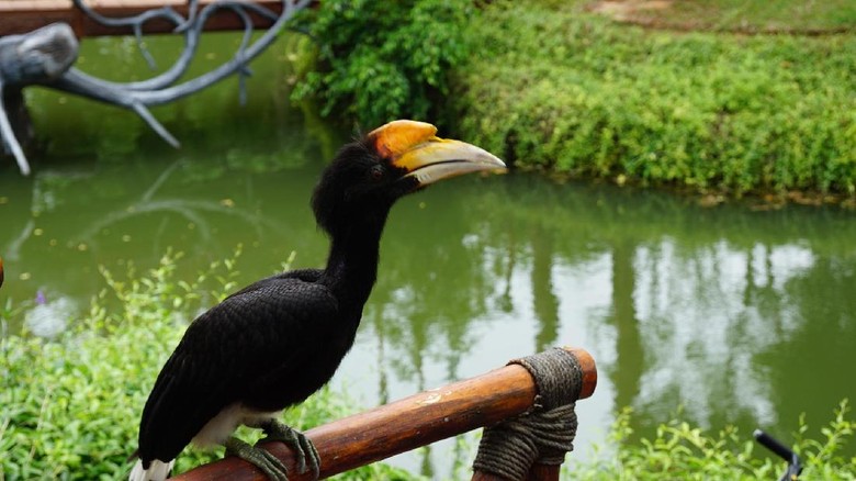 Burung yang hinggap saat bird show (Shinta/detikTravel) Burung yang hinggap saat bird show (Shinta/detikTravel)