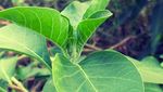 10 Super Herba Ini Punya Segudang Manfaat untuk Kesehatan Tubuh