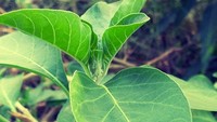 Ashwagandha sangat baik untuk meningkatkan energi. Ramuannya juga bisa mengatasi kegelisahan, stres, dan meningkatkan tingkat konsentrasi. Herba punya efek menenangkan sehingga membantu Anda yang banyak pekerjaan.