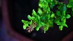 10 Super Herba Ini Punya Segudang Manfaat untuk Kesehatan Tubuh