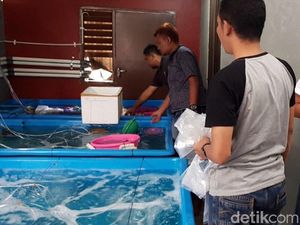 Polres Sukabumi Gerebek Gudang Penampungan Benur di Bogor