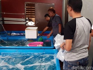 Polres Sukabumi Gerebek Gudang Penampungan Benur di Bogor
