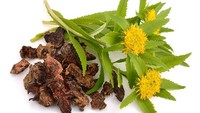 Rhodiola merupakan tanaman yang bisa meningkatkan sistem kekebalan tubuh dan kesuburan. Selain itu dapat menjaga keseimbangan gula darah dan memberi energi pada tubuh untuk membantu mengurangi kelelahan.