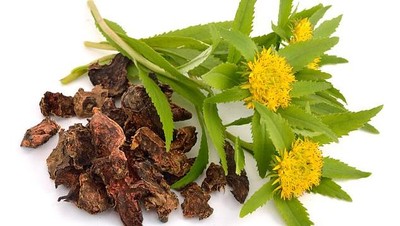 10 Super Herba Ini Punya Segudang Manfaat untuk Kesehatan Tubuh