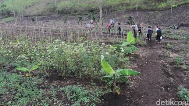 Gunung rakutak kondisinya gundul