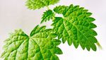 10 Super Herba Ini Punya Segudang Manfaat untuk Kesehatan Tubuh