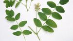 10 Super Herba Ini Punya Segudang Manfaat untuk Kesehatan Tubuh