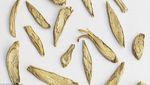 10 Super Herba Ini Punya Segudang Manfaat untuk Kesehatan Tubuh