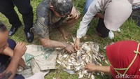 Salah satu warga menunjukan hasil berburu ikan, ada yang dibagi atau dijual (Bahtiar Rivai/detikcom)