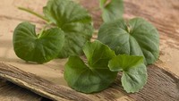Pegagan bisa mengatasi kegelisahan. Herba memiliki efek menenangkan pada sistem saraf, menenangkan tubuh dan otak saat terlalu banyak pikiran. Ramuan pegagan bisa diminum setiap hari untuk membantu melindungi tubuh dari penyakit.
