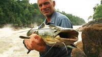 Lele raksasa ini berada di Sungai Teles Pires, Brazil. Sungai ini memiliki panjang sekitar 1.370 Km. Lele di sungai ini bisa sampai ukuran kaki orang dewasa lho! (CNN Travel)