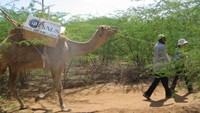 Siapa sangka, Camel Library ini sudah ada sejak 1985. Pihak KNLS mengirim 5.000 sampai 6.000 pustakawan beserta unta-unta untuk misi mulia itu (knls.ac.ke)