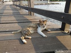 Kencan Singkat Xiaomi Mi A1 dan Vanka JKT 48