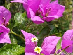 Kencan Singkat Xiaomi Mi A1 dan Vanka JKT 48