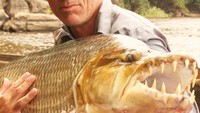 Pria ini bernama Jeremy Wade, seorang pemancing profesional sekaligus presenter acara TV River Monster pun meluangkan waktu khusus untuk berburu ikan monster ini. Ini adalah fotonya saat berada di Sungai Kongo yang membentang sepanjang 4.700 km di Kongo. Sungai berarus deras ini menjadi rumah bagi ikan monster bernama Goliath Tigerfish (CNN Travel)