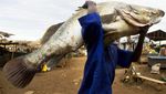 Foto: 7 Sungai yang Dihuni Ikan Monster