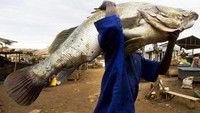 Sungai Nil, Uganda juga memiliki ikan monster. yaitu sejenis ikan kakap putih yang berukuran jumbo. Ikan ini bisa mencapai berat 45 Kg. Untuk membawanya pun tak cukup dengan tangan saja, tetapi perlu dipanggul di pundak. Sungguh luar biasa!  (CNN Travel)