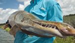 Foto: 7 Sungai yang Dihuni Ikan Monster