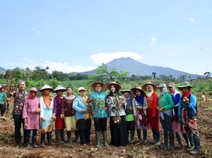Bupati Anas Ikut Panen Perdana Kentang di Lereng Gunung Ijen