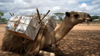 Camel Library bertujuan untuk mengantar buku-buku ke wilayah pedalaman terutama timur laut Kenya (knls.ac.ke)