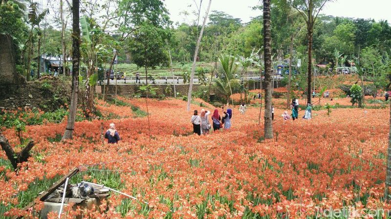 Foto: Taman Bunga Amarilis Gunungkidul yang Bagai di Luar 