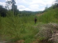 Terungkap! 6 Hektare Ladang Ganja di Pedalaman Aceh Utara