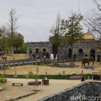 Gajah-gajah dari Asia, termasuk Indonesia, menghuni area Kingdom of Ganesha. Foto: Eny Kartikawati/Wolipop