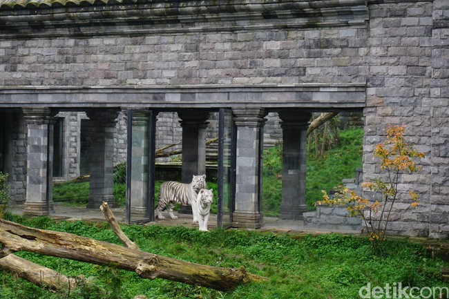 Dua harimau putih bernama Mumbai dan Sanka ini berada di area Tiger Temple di Pairi Daiza. Kedua harimau Bengal ini dibawa ke kebun binatang tersebut pada 2015. Foto: Eny Kartikawati/Wolipop