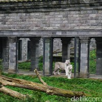 Dua harimau putih bernama Mumbai dan Sanka ini berada di area Tiger Temple di Pairi Daiza. Kedua harimau Bengal ini dibawa ke kebun binatang tersebut pada 2015. Foto: Eny Kartikawati/Wolipop