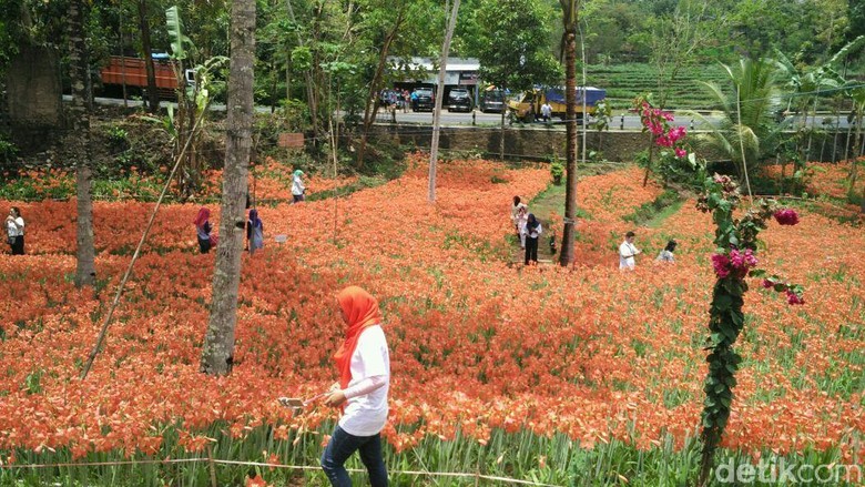 Kembali Bermekaran Taman Bunga Amarilis Gunungkidul Sedot