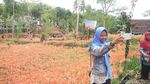 Foto: Taman Bunga Amarilis Gunungkidul yang Bagai di Luar Negeri
