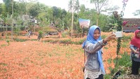 Di taman seluas ini terhampar bunga amarilis yang bermekaran, sangat cocok dijadikan background berfoto selfie, apalagi di taman ini juga sudah disediakan area selfie (Usman Hadi/detikTravel)
