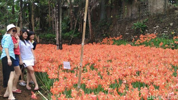4 Taman Bunga di Yogya dan Semarang yang Mirip di Luar Negeri 4 Taman Bunga di Yogya dan Semarang yang Mirip di Luar Negeri