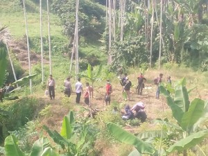 Terungkap! 6 Hektare Ladang Ganja di Pedalaman Aceh Utara