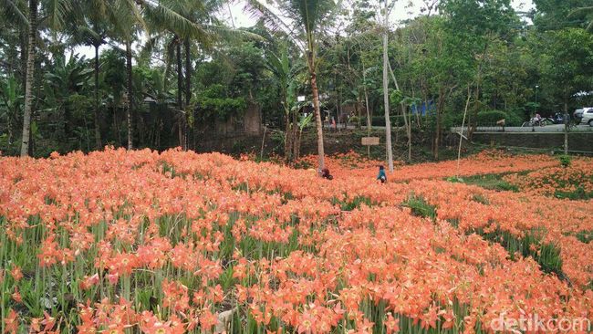 Taman Bunga  Bagai di Luar  Negeri  Padahal di Gunungkidul