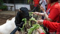 Memberi makan hewan ternak juga bisa lho (Shinta/detikTravel)