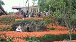 Foto: Taman Bunga Amarilis Gunungkidul yang Bagai di Luar Negeri
