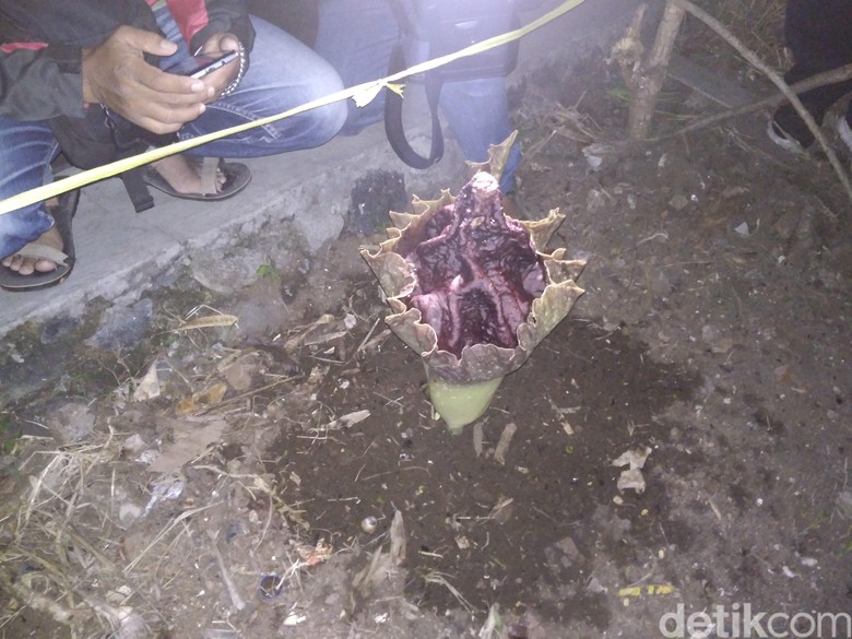 Warga Garut Temukan Bunga Berdarah di Sekitar Kuburan Warga Garut Temukan Bunga Berdarah di Sekitar Kuburan