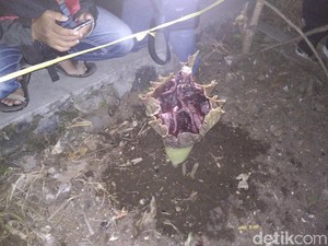 Warga Garut Temukan Bunga Berdarah di Sekitar Kuburan