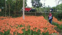 Dengan tampilan yang cantik, tak sedikit pula yang menyebut taman bunga ini mirip dengan taman bunga tulip di Belanda (Usman Hadi/detikTravel)